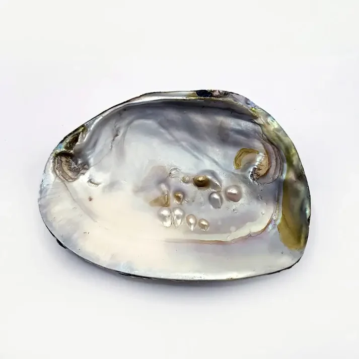 Mother of Pearl Sea Shell