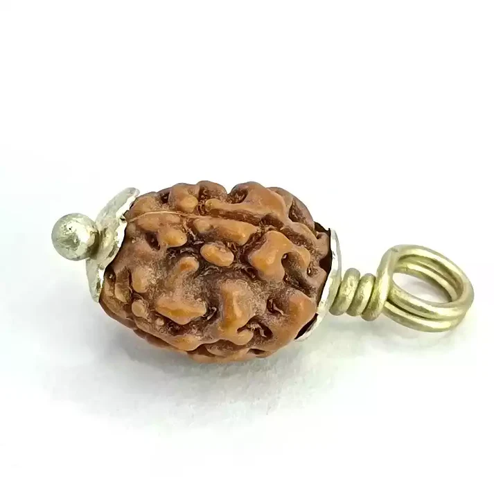 3 Mukhi Rudraksha - Indonesia