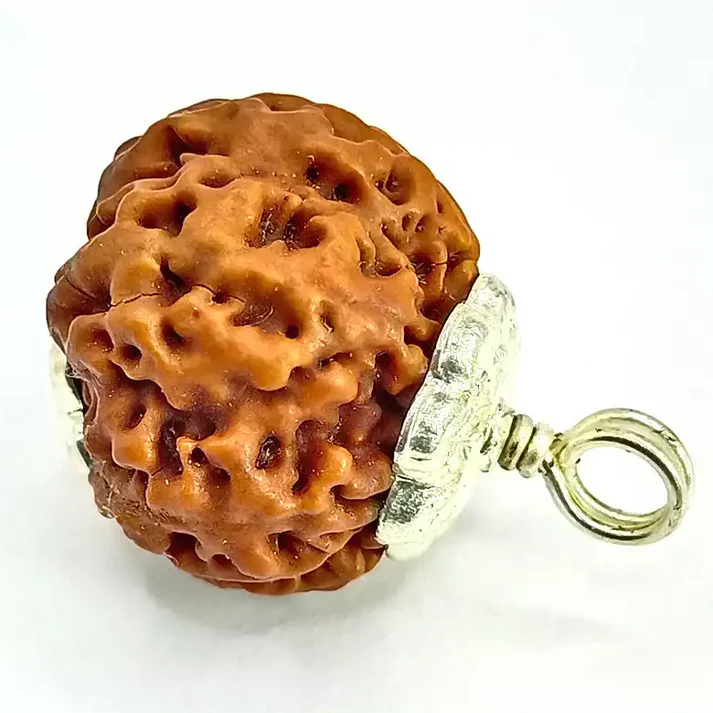 7 Faced Rudraksha - Nepal