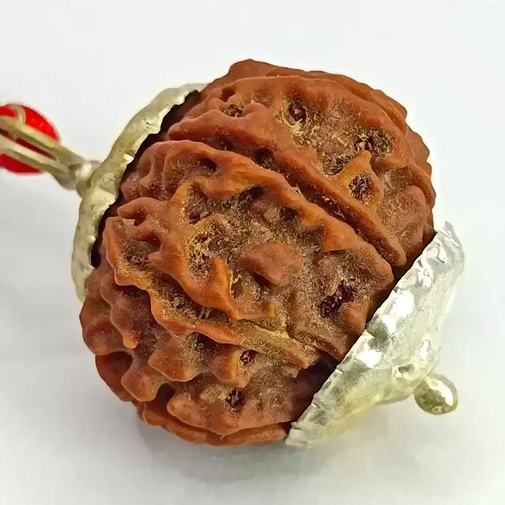 10 Faced Rudraksha - Nepal